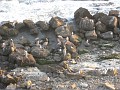 Carpinteria California 2010-02 0670